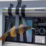 Provo police say a teenager was referred to juvenile court after he taped fish to ATMs between August and November. (Photo: Screengrab)