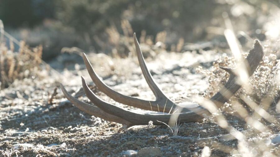 The antlers of a mule deer shed found in southern Utah on Tuedsay. Utah's shed season will begin on...