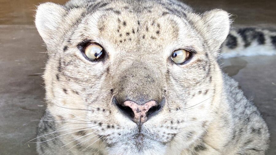 Milenka the snow leopard...