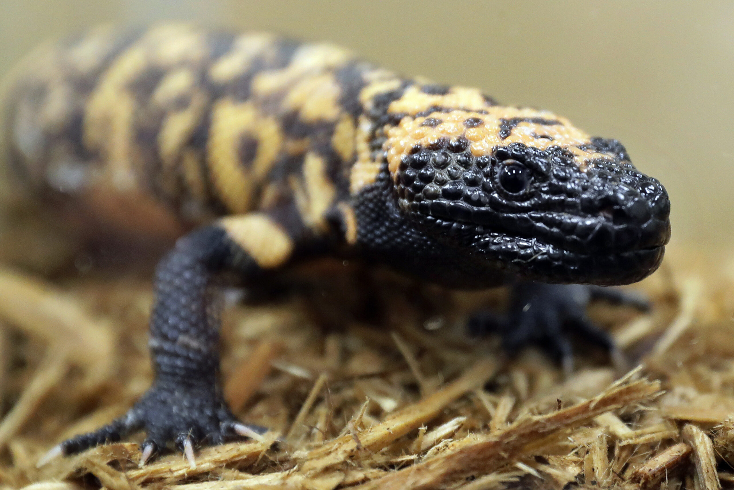 FILE - A Gila monster is displayed at the Woodland Park Zoo in Seattle, Dec. 14, 2018. A 34-year-ol...