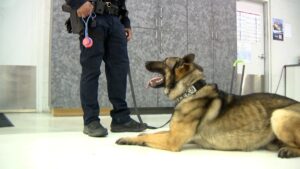 A new program started by Intermountain Health will allow for any police K-9 injured in the line of duty to be flown by Life Flight to receive medical treatment.