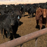 Zack Jensen owns these cattle at M&K Farms. He is looking forward to having his  cattle processed at the new facility in Richfield. (Mark Wetzel, KSL TV)