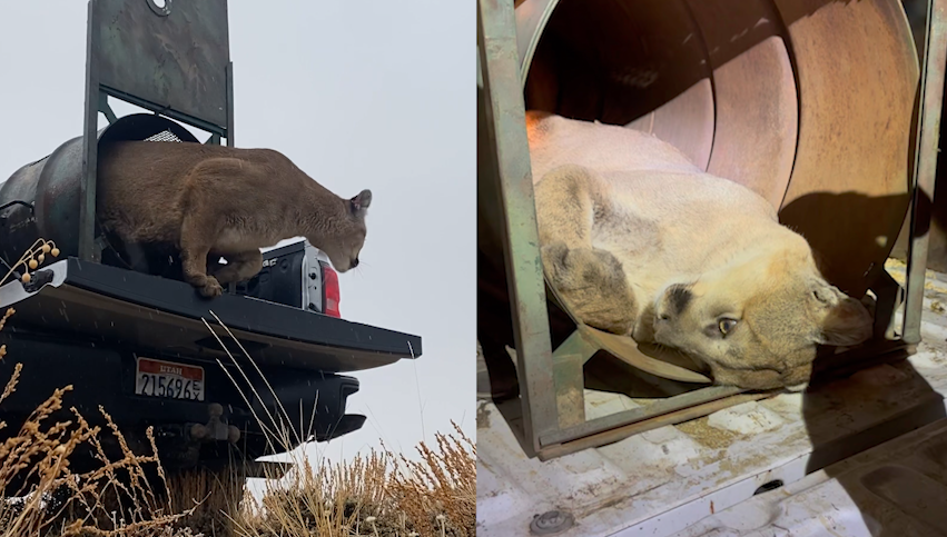 Pictures of the Mountain Lion that was relocated on Friday...