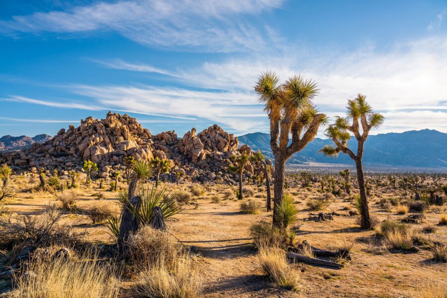 Beguiling Joshua trees and intriguing rock formations helped draw millions of vistoris to Joshua Tr...