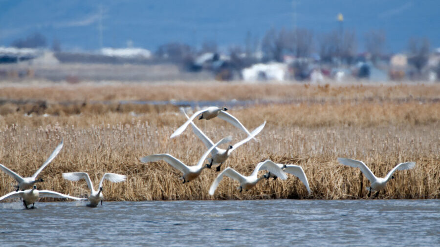 Wild swans can be seen flying at the Salt Creek Waterfowl Management Area. (Utah Division of Wildli...
