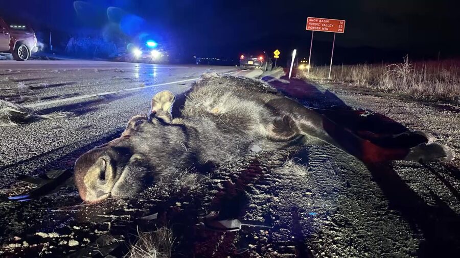 A woman is lucky to be alive after a nearly 2,000-pound moose crashed into her windshield Sunday ni...