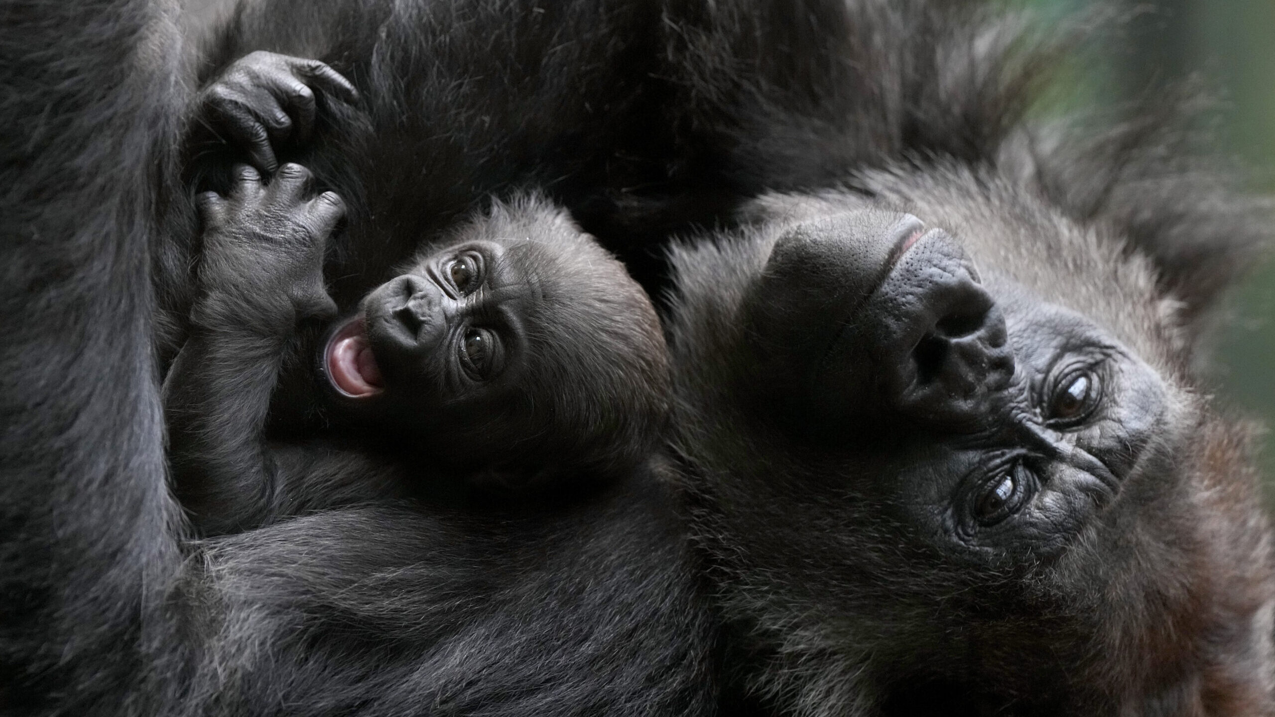 A critically endangered Western Lowland Gorilla mother holds her baby, one of two babies born at th...
