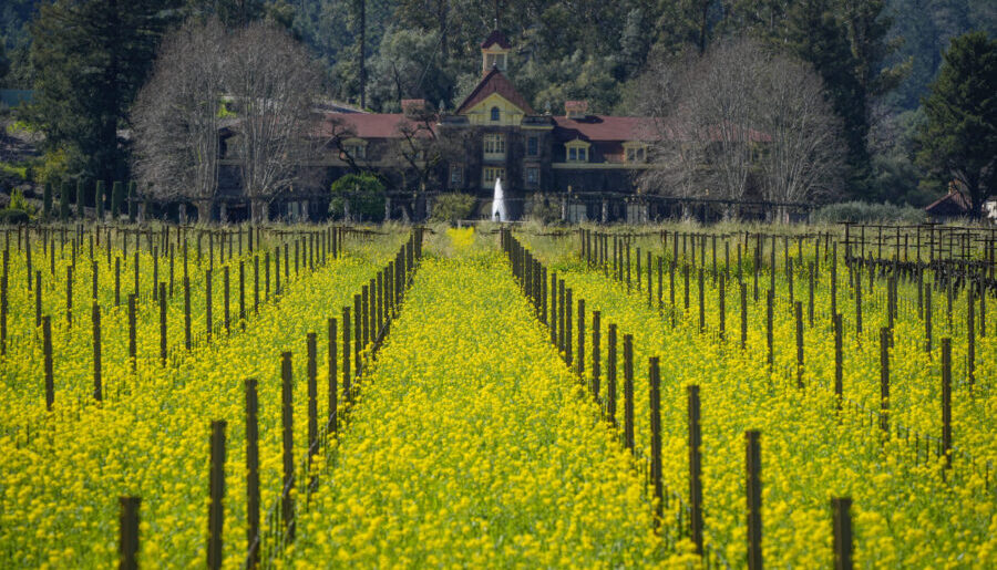 Mustard fills a vineyard in front of the historic Inglenook winery in Rutherford, Calif., Wednesday...