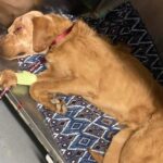 An abandoned dog was found by a woman in Carbon County, Utah with multiple gunshot wounds in his head. After surgery and multiple days at the vet, with a low chance of survival, he began a miraculous recovery. (Courtesy: Tanner Tamllos)