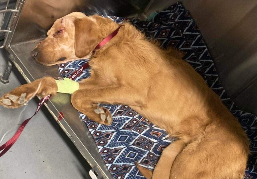 An abandoned dog was found by a woman in Carbon County, Utah with multiple gunshot wounds in his he...