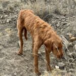 An abandoned dog was found by a woman in Carbon County, Utah with multiple gunshot wounds in his head. After surgery and multiple days at the vet, with a low chance of survival, he began a miraculous recovery. (Courtesy: Tanner Tamllos)
