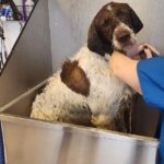 The dog being cleaned up by vets after her rescue. (Weber County Animal Services)