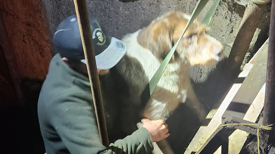 Weber County Animal Services animal control officers helping the dog out of the old grain storage b...