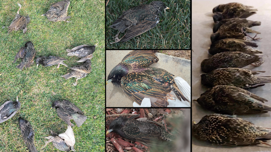 Tons of birds are falling dead from trees in Eagle Mountain, with no apparent rhyme or reason as to...