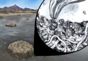 A rendering of what nematodes look like within microbialites at the Great Salt Lake. A study published Tuesday formalizes the finding that nematodes, in addition to brine shrimp and brine flies, live in the Great Salt Lake.
