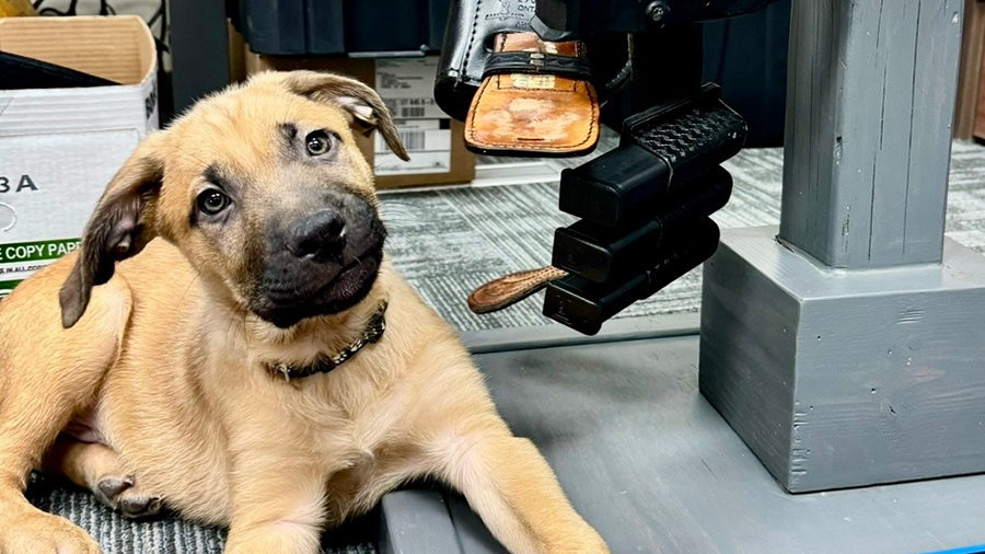 PeeDee, the puppy found by Price City police officers and is being trained as a Critical Incident E...