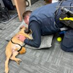 PeeDee playing with a Price City police officer. (The Price City Police Department)