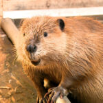Potato, the baby beaver, is in The Wildlife Rehabilitation Center of Northern Utah, including as it prepares to move on March 19, 2024. (Mike Anderson, KSL TV)