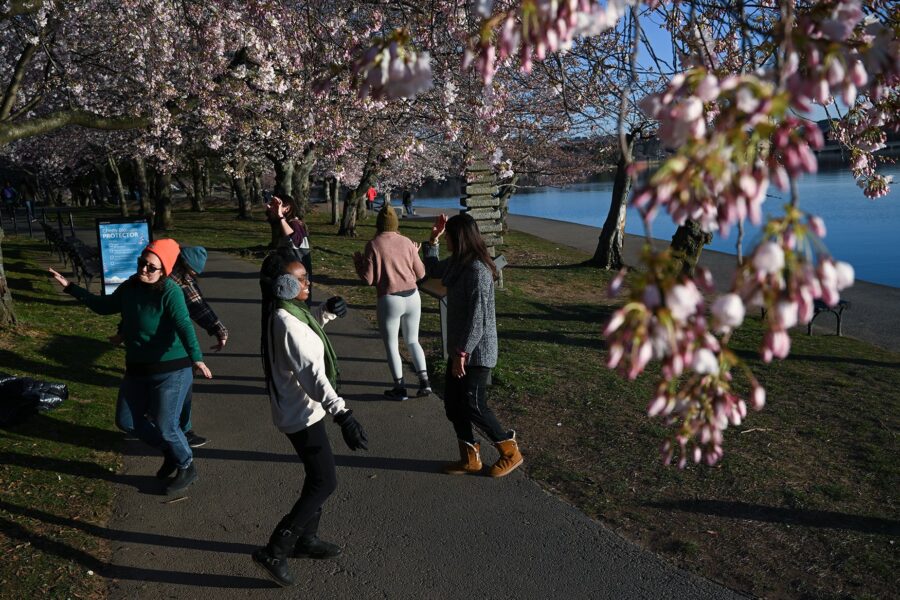 Surrounded by near-peak cherry blossoms, people dance to celebrate the first day of spring in 2023 ...