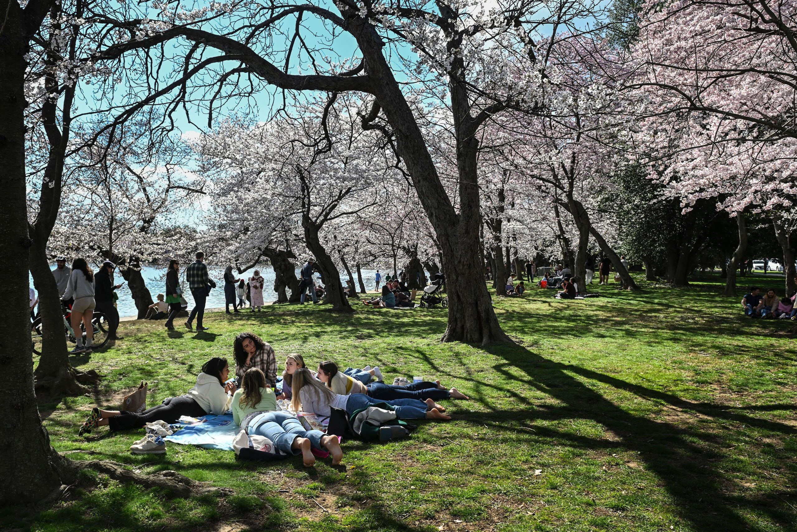 People gather under blooming cherry trees near the Tidal Basin in Washington, DC, on March 17. (Rob...