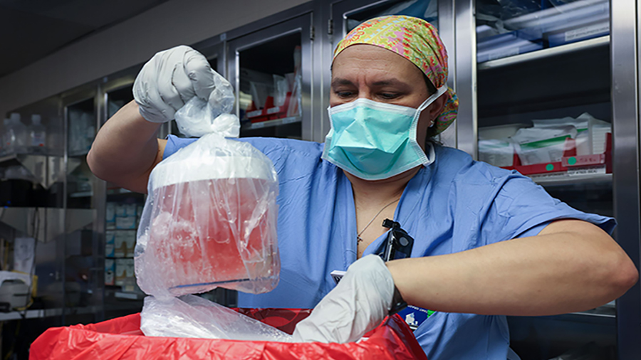 A nurse prepares the pig kidney for a transplant....