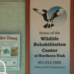 The Wildlife Rehabilitation Center of Northern Utah is relocating, on March 19, 2024. (Mike Anderson, KSL TV)