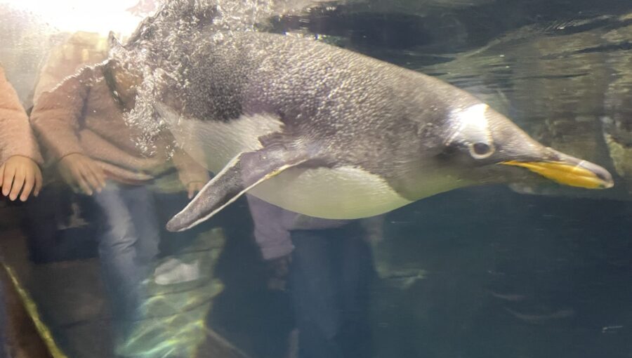 a penguine swimming...