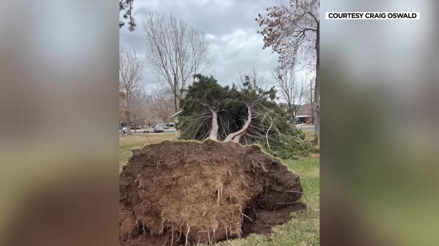 A photo of a tree blown over in a park in a Nephi from high winds on March 2, 2024, (Craig Oswald)...