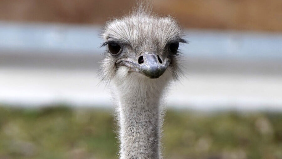 This image provided by the Topeka Zoo shows Karen, an ostrich at the Topeka Zoo in Topeka, Kan. The...