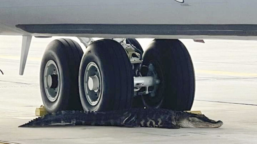 In this photo released by the MacDill Air Force Base, an alligator rests at the landing gear of a K...