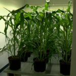 Corn growing under artificial LEDs (Mike Anderson, KSL)