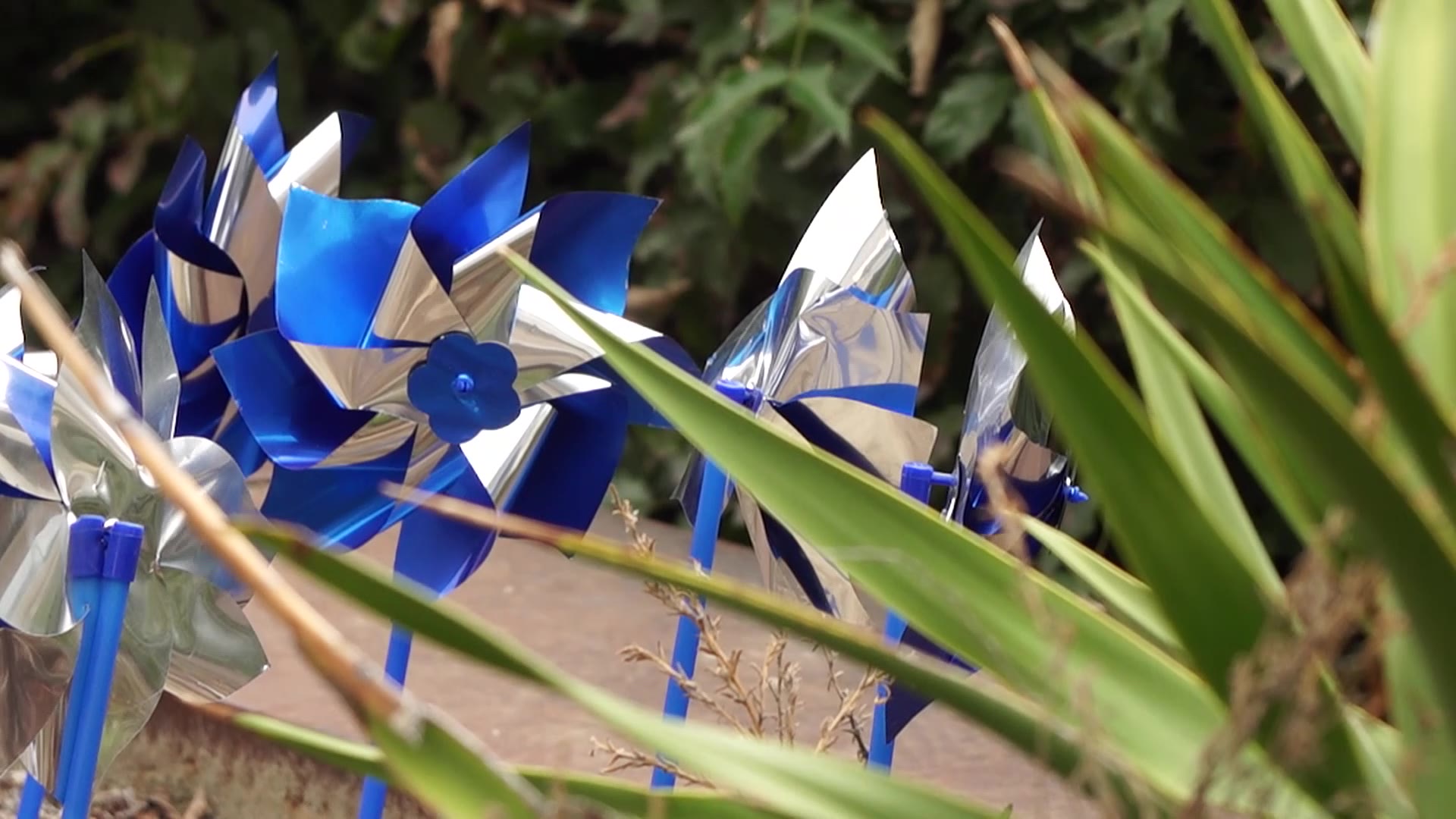 Blue pinwheels represent a happy childhood as April is National Child Abuse Prevention Month....