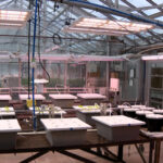 Greenhouse where researchers work (Mike Anderson, KSL)