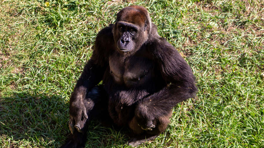 Gorilla, Pele at Utah's Hogle Zoo...