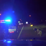 The two huskies being stopped by Utah Highway Patrol troopers while on I-15. (Utah Highway Patrol)