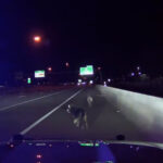 The two huskies being escorted off I-15 by Utah Highway Patrol troopers. (Utah Highway Patrol)