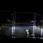 The huskies being cornered by troopers before being taken into custody. (Utah Highway Patrol)