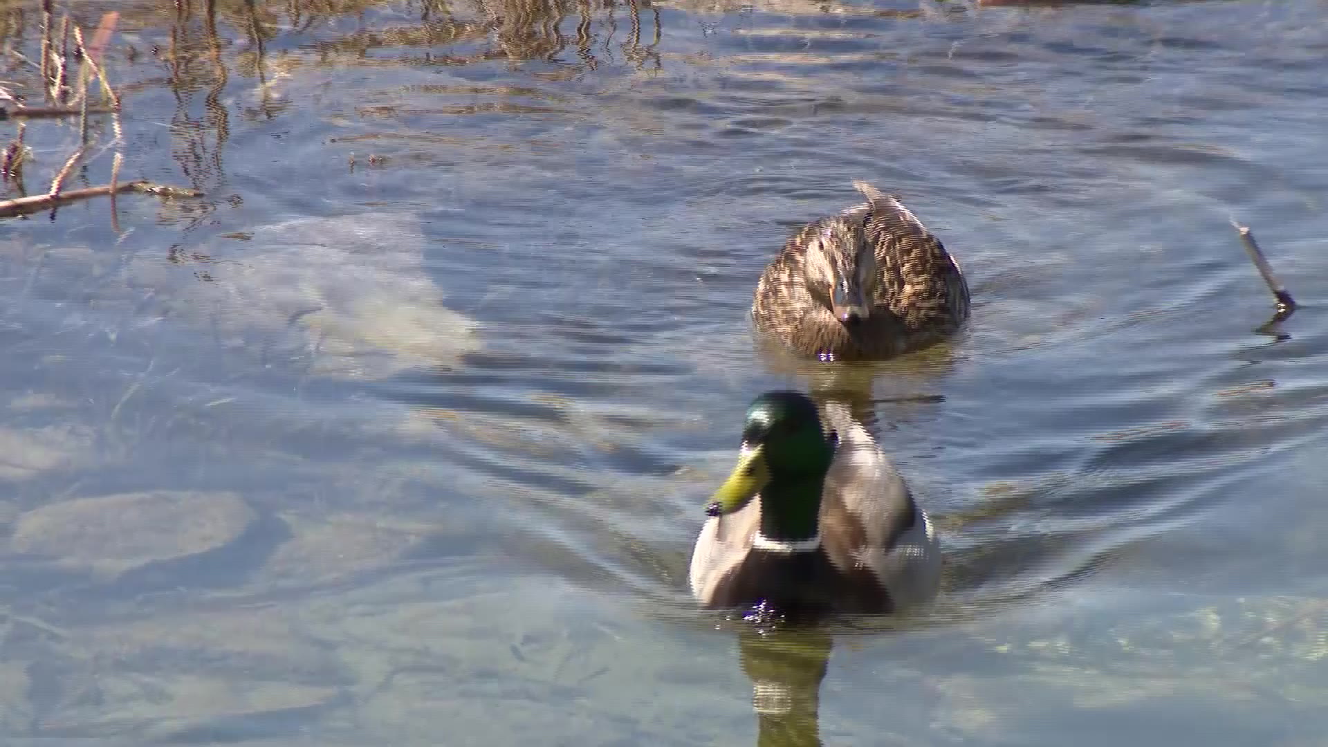 Two ducks on the Oquirrh Lake in Daybreak....