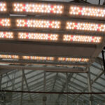 LEDs used to help grow plants (Mike Anderson, KSL)