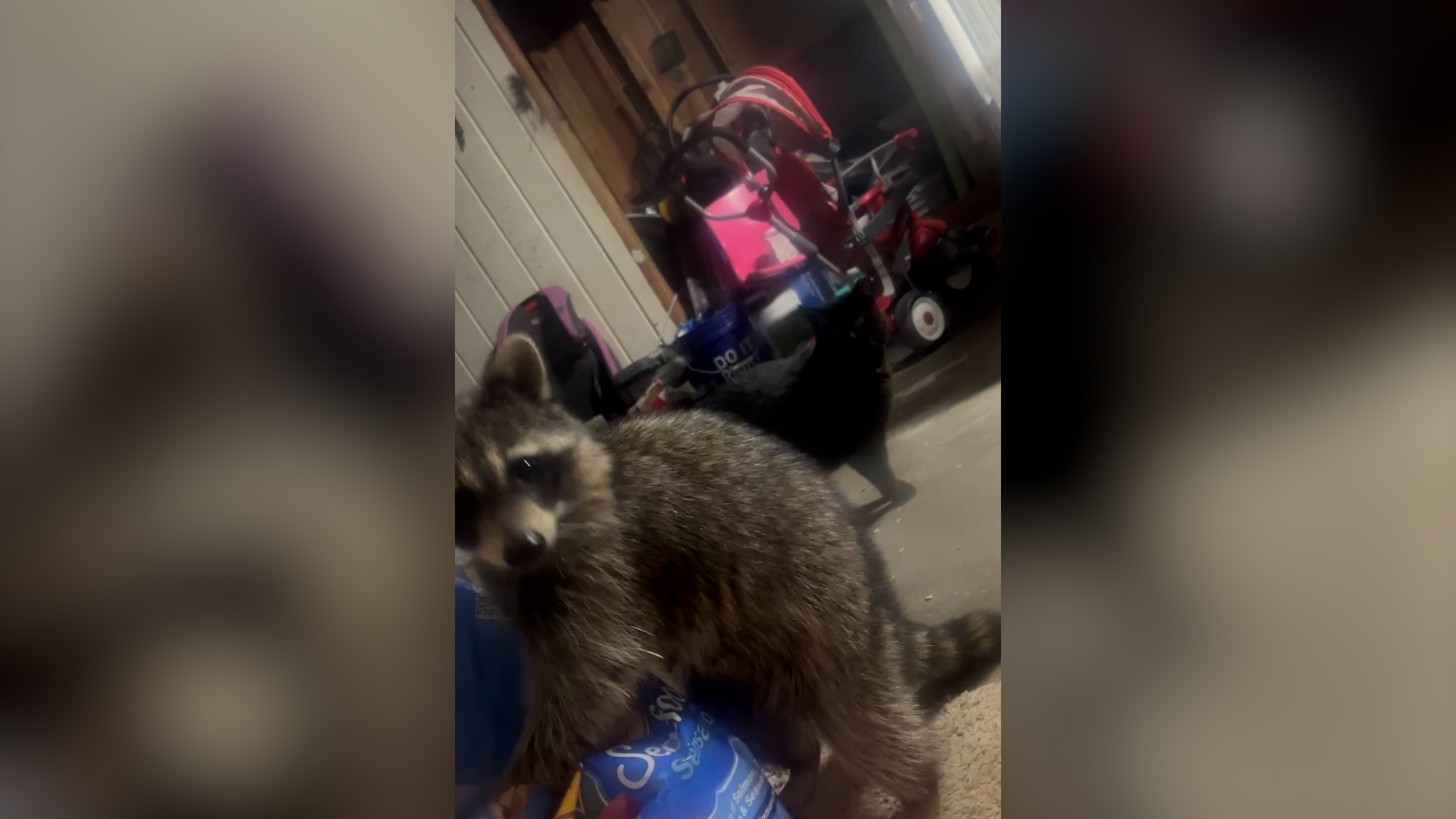 The raccoon inside of Alyssa Gentry's garage as their cat, Blackjack, walked past the furry intrude...