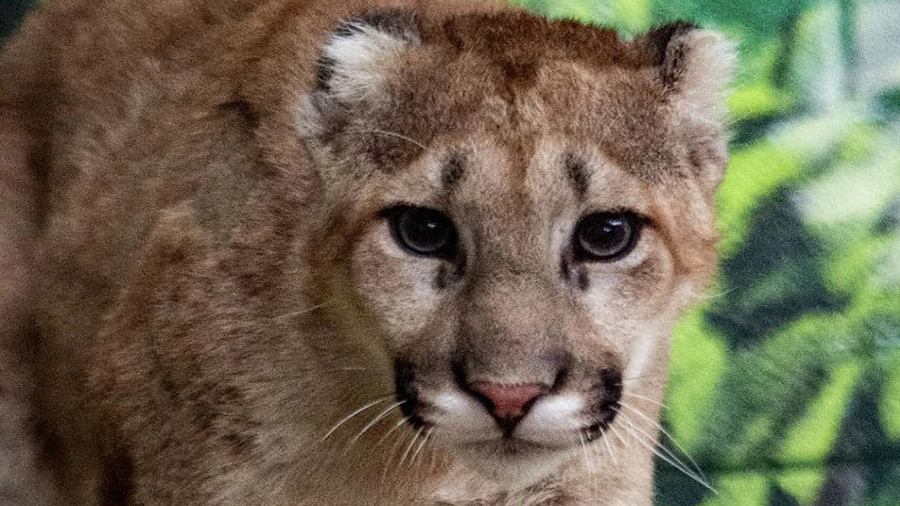 One of the Hogle Zoo's three cougar cubs...