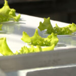 Researching growing lettuce in the greenhouse (Mike Anderson, KSL)