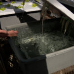 Solution used to help the lettuce grow (Mike Anderson, KSL)
