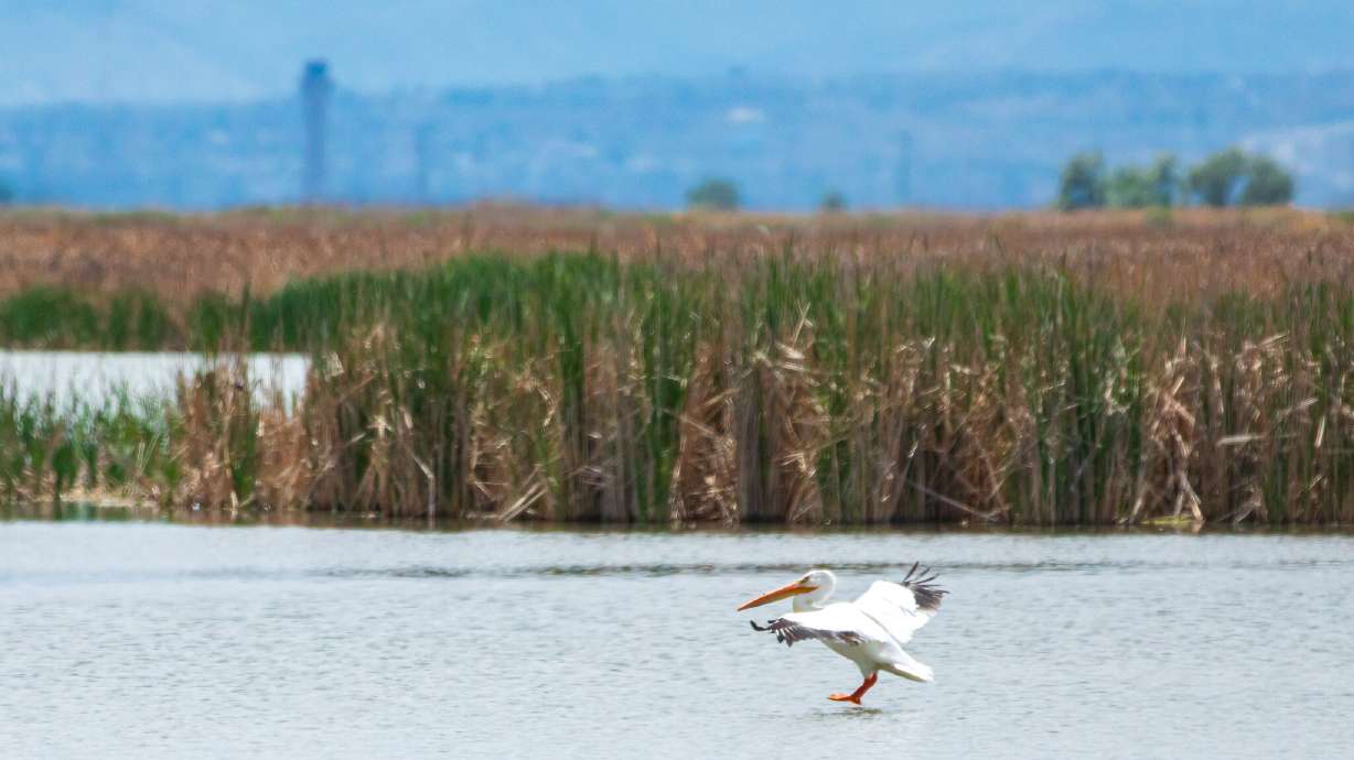 An American white pelican splashes down at Farmington Bay on May 17, 2020. Over 1,000 pelicans are ...