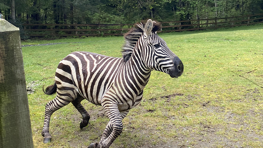 The loose zebra that's in King County in Washington....