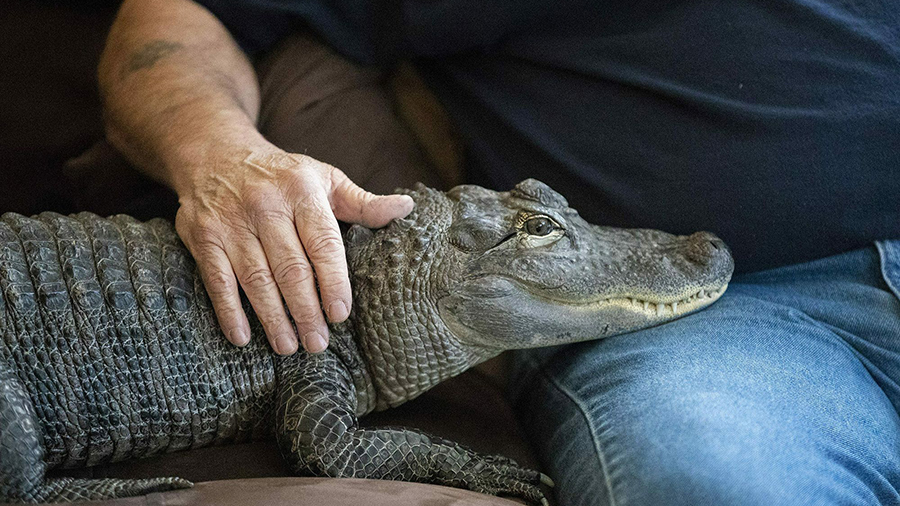 Joie Henney, 65, sits in 2019 with his emotional support alligator, Wally, at his home in York Have...