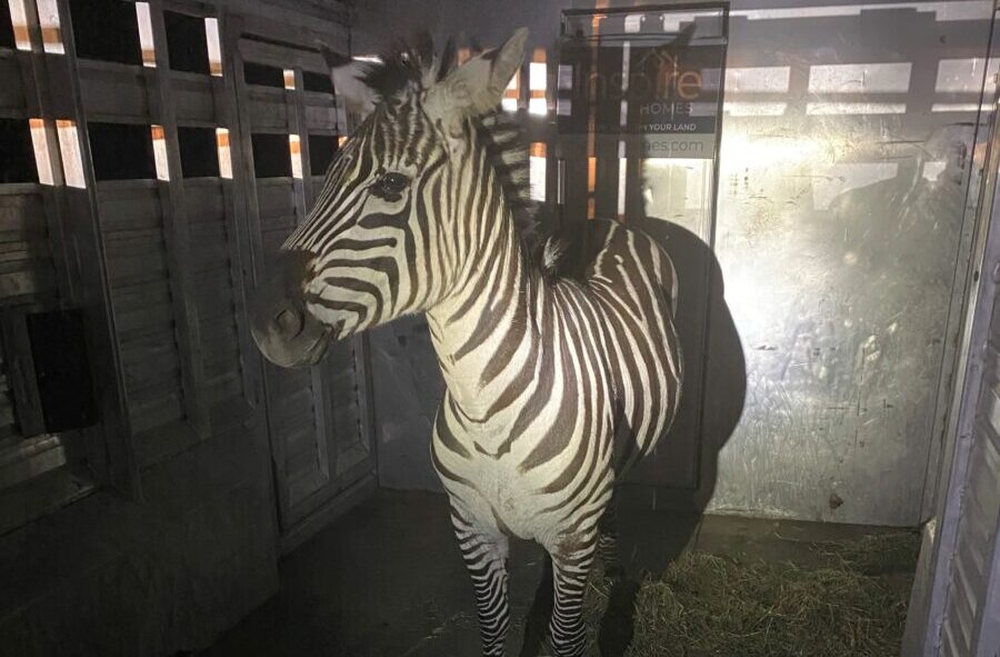 Shug the zebra appears to be in good health after almost six days on the loose, according to local ...