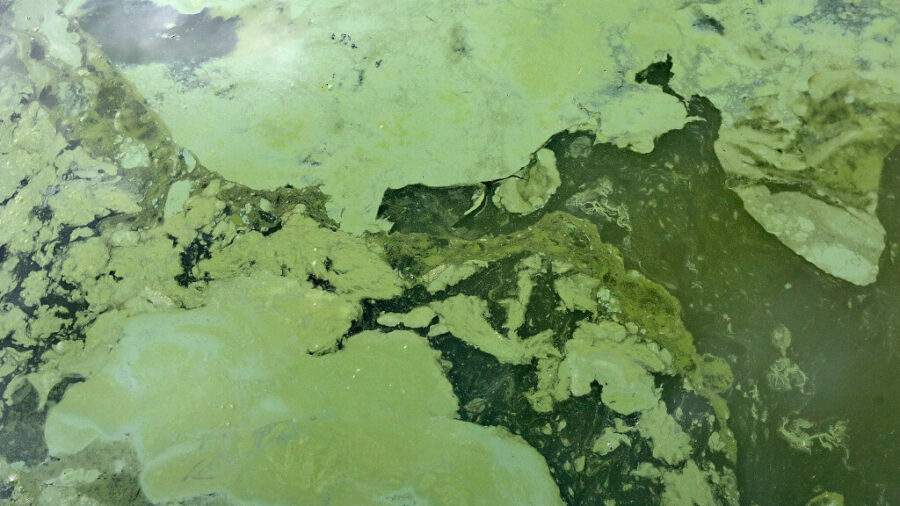 Potentially toxic algal bloom discovered in Utah Lake