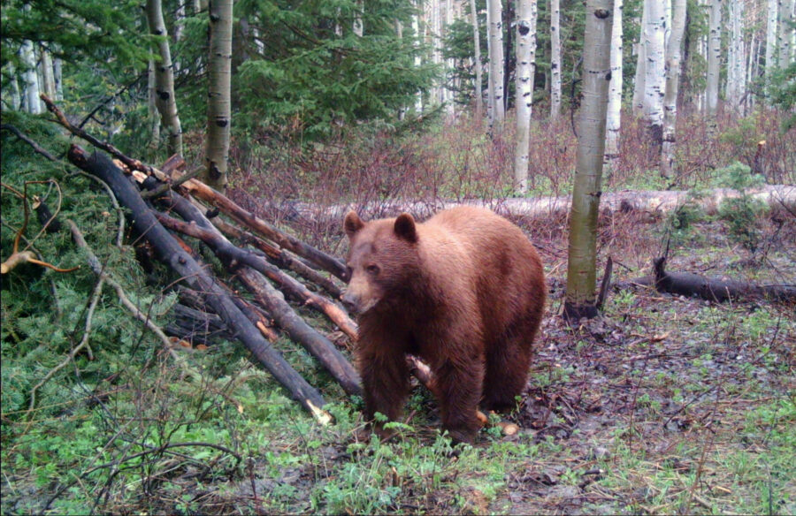 Bear still active in the area of ​​the closed campsite