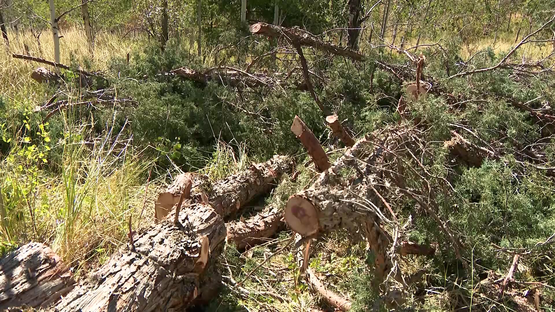 Firefighters target juniper trees to better protect Logan Canyon